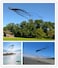 295 Inches  75M  Giant Octopus Paul Parafoil Kite Black with Handle  String Beach Park Outdoor Fun