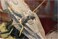 Pegasus Hobbies 1144 Scale The Nautilus Submarine Model Kit
