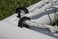 Kwik Goal Kwik Lock Net Clips Pack of 100 Black