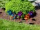 In The Breeze 2805 Mylar Rainbow Pinwheel  Assorted 2 Tone Color Spinners  8 Piece Bags8 Inch