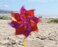 In The Breeze 2805 Mylar Rainbow Pinwheel  Assorted 2 Tone Color Spinners  8 Piece Bags8 Inch