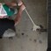 Channellock 830 30Inch Chrome Adjustable Wrench