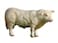 Little Buster Toys Charolais Bull  Realistic Bull 116th Scale