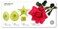 JEM Rose Leaf Large Size Set of 4 Fondant Cutters