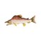 ha Hansa Salmon Plush Toy 16 L
