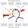 gym dandy TeeterTotter Home Seesaw Playground Set TT210 Multi Colored 3700 x 3100 x 8550 inches