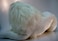 Hansa White Lion Collectible Plush White 39