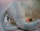 Hansa White Lion Collectible Plush White 39