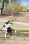 Jolly Pets Tree Tugger For Dog Green