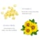 DISAAR BEAUTY Vitamin E Face Serum Moisturizing Essence Sunflowers Oil AntiWrinkles Repair Skin Replenish 30ml101floz