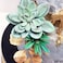 Flower Pro Ultimate Succulents Silicone Mold for Cake Decorating  Crafts by Katy Sue Makes Fondant Sugar Paste  Clay Succulent FlowersLeaves from Katy Sue Molds for Cake Decorating  Clay