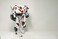 Tobot Youngtoys Car Transforming Collectible Car to Robot Animation Character Tobot Evolution Y ShieldOn