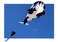 Flying War Whale Giant 3D Frameless Parafoil Kite Outdoor Beach Park Garden Fun  Ready to Fly with Lines
