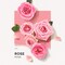 Solinotes Hand Cream 1 oz Rose