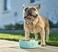 IRON FLASK Dog Bowl  32 Oz Stainless Steel NonSlip Rubber Bottom Durable Pet Food and Water Cats Feed Dark Rainbow