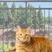 TTEDOYE Cat Balcony Rail Net Cat AntiFall Netting Pet Balcony Mesh Fence Net Child Safety Screen Protection Crib Mesh for Pets