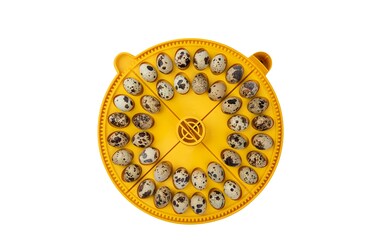 Brinsea Products Maxi Advance Incubator Small Egg Quadrants Insert 40 Quail Eggs Yellow