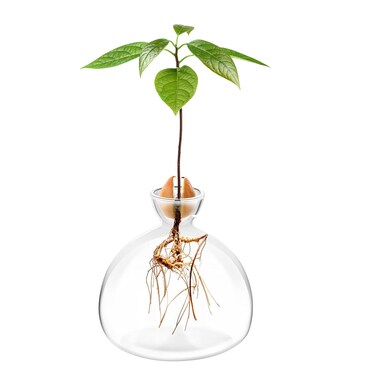 G Avocado Seed Starter Planter Vase Pot Avocado Tree Growing Kit Glass Vases Grow Avocado Trees at Home Avocado Tree Growing Kit Unusual Gardening Gifts