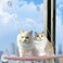JinRuiT Cat Window Perch Suction Cups Cat Window Hammock Space Saving Window Seat for Cats Inside Pink