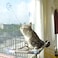 Cat Window Perch Cat Hammock Window Seat Space Saving And Safety Window Mounted Cat Bed Beige Premium Set
