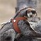 3 Pack Sugar Glider Harness and Leash Set  Adjustable Traction Rope Strap AntiBiting Chain Rope Small Animal Training Walking Vest Leash for Sugar Glider Squirrel Hamster Rat Birds Reptile Brown