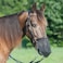 Cashel Quiet Ride Horse Nose Net Mask Protects from Biting Insects Fly Mask Large Black