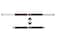 ITTA Adjustable 60100cm  80130cm Pull Up Bar Chin Up Bar Door Horizontal Bars Exercise Home Workout Gym Training Workout Bar Sport Fitness Equipments Upto 200KG Load Weight