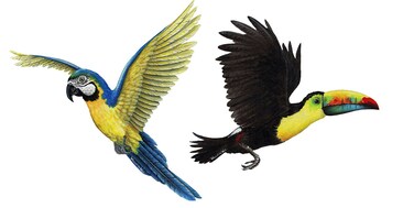 Walls of the Wild Tropical Bird Wall Decals Combo Pack Toucan Wall Sticker (14 in. x 12 in.) and Macaw Wall Sticker (16 in. x 17 in.)
