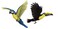 Walls of the Wild Tropical Bird Wall Decals Combo Pack Toucan Wall Sticker (14 in. x 12 in.) and Macaw Wall Sticker (16 in. x 17 in.)