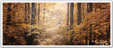 JP London PAN5252 uStrip Sunbeam Through Tropical Forest High Resolution Peel Stick Removable Wallpaper Sticker Mural, 48" Wide by 19.75" High