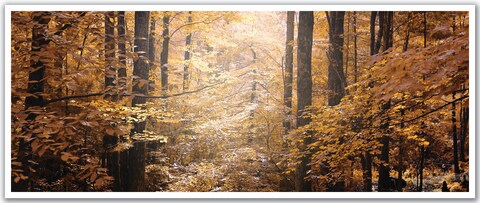 JP London PAN5252 uStrip Sunbeam Through Tropical Forest High Resolution Peel Stick Removable Wallpaper Sticker Mural, 48&quot; Wide by 19.75&quot; High