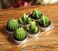 Succulent Cactus Tea Lights Candles, Novelty Tealight Candles, Small Candles,Smokeless Handmade Delicate Candles for Home Decor, Birthday Party, Festival Gift, Cake Topper&iuml;&frac14;&OElig;Wedding, SPA &iuml;&frac14;&OElig;6 Pieces