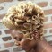 Nicelatus Short Omber Blonde Wig Short Pixie Cut Curly Wig Synthetic Wigs for African American Women