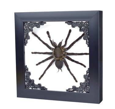 Tarantula or Leaf Insect in Gothic Shadow Box Frame   Mexican Gothic Taxidermy   Witch &amp; Halloween D&Atilde;&copy;cor for Bedroom   Goth Home D&Atilde;&copy;cor (Tarantula)