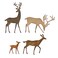 SIZZIX THINLITS Dies DARLN, Darling Deer