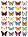 Supperb&Acirc;&reg; Temporary Tattoos - Butterflies (28 Butterflies)