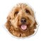 Magnet America Goldendoodle Dog Magnet is 4.8" x 4.9" Made for Vehicles and Refrigerators