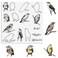 Birds Cutting Dies and Clear Stamps Animals Clear Stamps with Die Cuts for Card Making, Thankful Words Animal Embossing Stencil Template Tool for DIY Scrapbooking Photo Album Card Craft Decoration