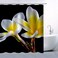 White Yellow Gradient Flower Shower Curtain Frangipani Cute Beautiful Delicate Floral Black Unique Fabric Bathroom Decor Set 70x70 Inch with Hooks
