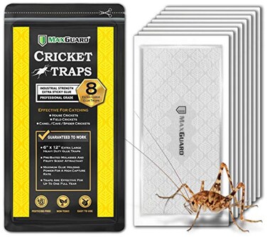 MaxGuard Extra Large Cricket Traps (8 Traps)   Non-Toxic Extra Sticky Glue Board Pre-Baited Cricket Attractant Trap &amp; Kill House Crickets, Insects, Spiders, Bugs
