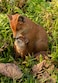 Hi-Line Gift Cuddling Mother and Baby Fox Garden Statue, Brown (87719-I)