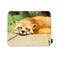 Beabes Red Fox Comfortable Mouse Pads Jungle Animal Fox Sleeping On Wooden Plank Non-Slip Rubber Base Mouse Mats for Computers Laptop Mouse for Men Women Boys Girls 9.5X7.9 Inch