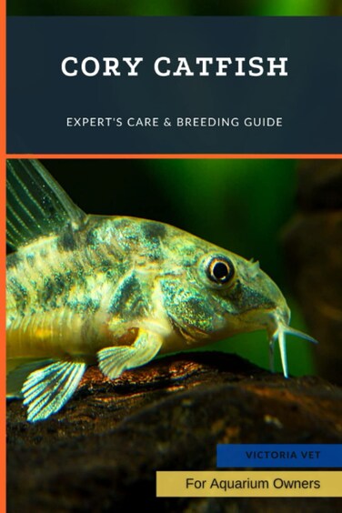 Cory Catfish: Expert's Care &amp; Breeding Guide