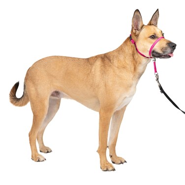 PetSafe Gentle Leader No-Pull Head Collar for Dogs, Dog Head Collar - The Ultimate Solution to Pulling, Padded Nose Loop, Quick-Snap Neck Strap, Dog Halter, Medium - Raspberry Pink
