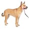 PetSafe Gentle Leader No-Pull Head Collar for Dogs, Dog Head Collar - The Ultimate Solution to Pulling, Padded Nose Loop, Quick-Snap Neck Strap, Dog Halter, Medium - Raspberry Pink