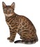 HiLine Gift Ltd. Sitting Bengal Cat Statue,Brown