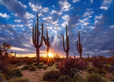 DIY 5D Diamond Painting Kit for Adult Desert Cactus, Full Drill Rhinestone Cross Stitch Art Craft Landscape Cactus Sunset Sky for Home Decoration 12 &times; 16 inch