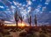 DIY 5D Diamond Painting Kit for Adult Desert Cactus, Full Drill Rhinestone Cross Stitch Art Craft Landscape Cactus Sunset Sky for Home Decoration 12 &times; 16 inch