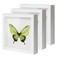 QDSSDECO 8"x8" Shadow Boxes Display Cases with Soft Linen Back Deep Wood Glass 3D Shadow Box Set for Wall and Tabletop, 3 Pack White