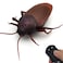 Tipmant RC Cockroach Toy Remote Control Roach Insect Realistic Simulation Electric Electronic Animal for Cat Toddler Kids Birthday Gifts Includes Screwdriver Battery